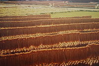 200px-Draw_off_rice_of_about_1980,Sawara,Katori-city,Japan.JPG