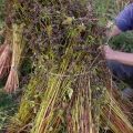 《循環畑：そば部》手刈りで蕎麦を収穫！
