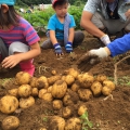 ≪八ヶ岳≫　野菜作り体験！じゃがいもを植えよう