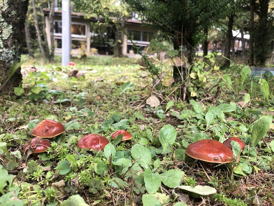 八ヶ岳きのこ通信 Vol.2 | 長野の注文住宅ならアトリエDEF