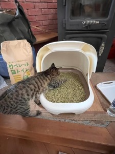 トイレ用猫砂